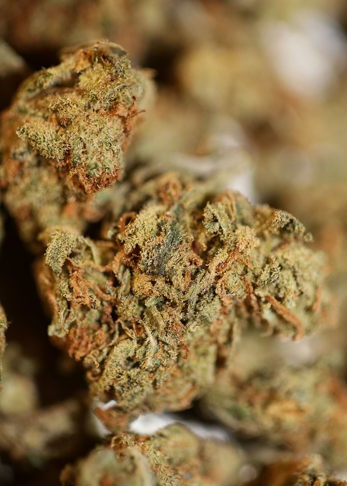 Marihuana buds close up