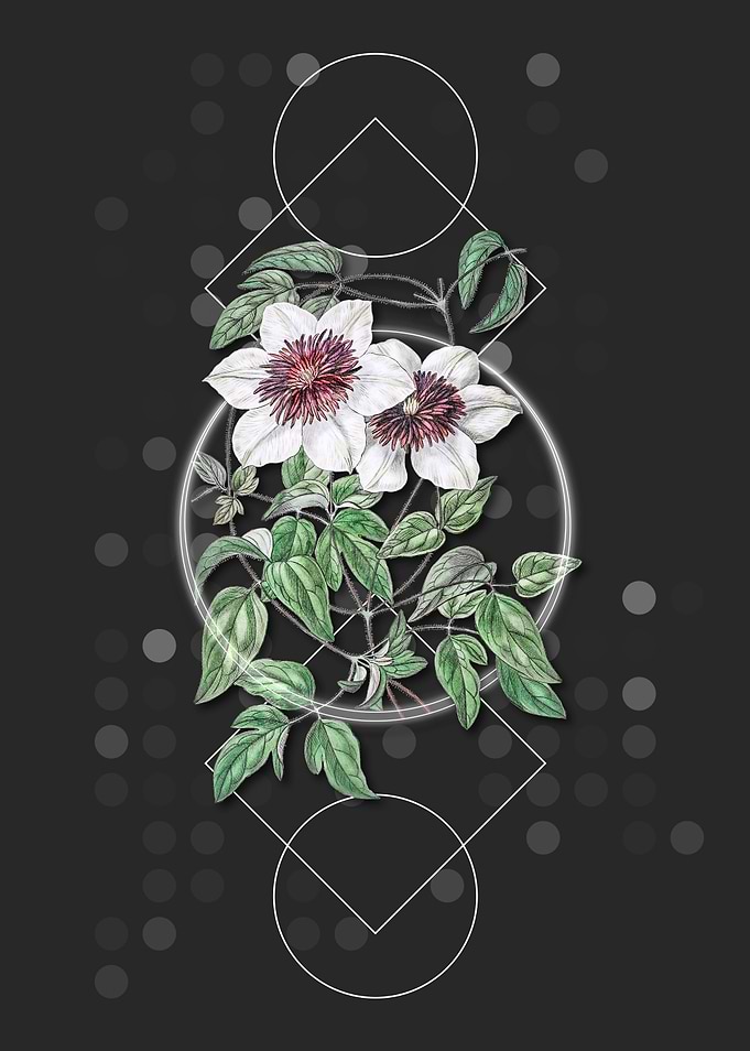 Vintage Siebalds Clematis