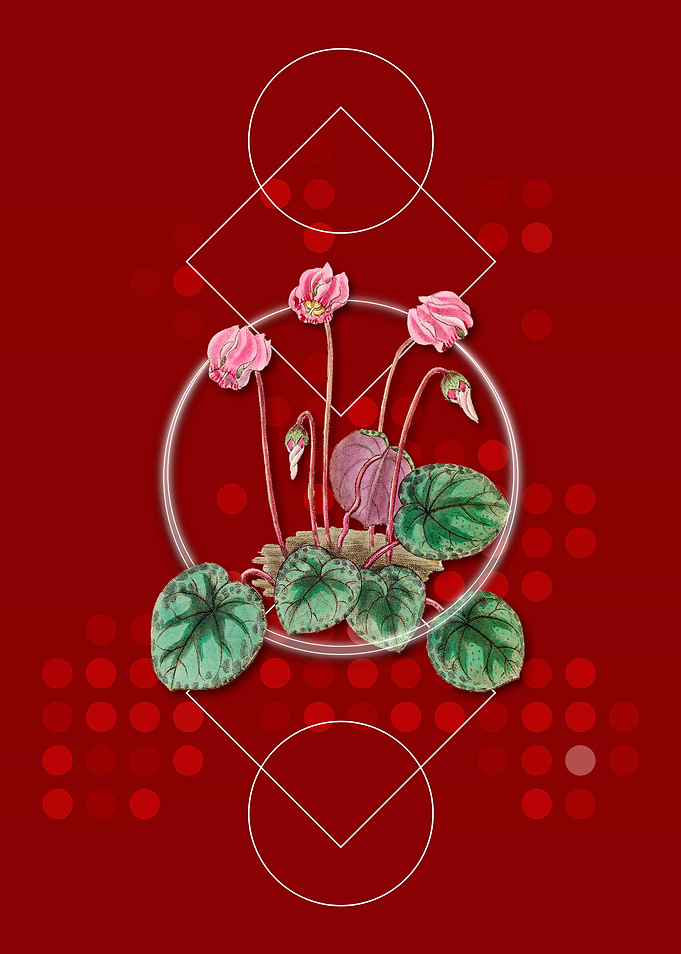 Shore Cyclamen Flower