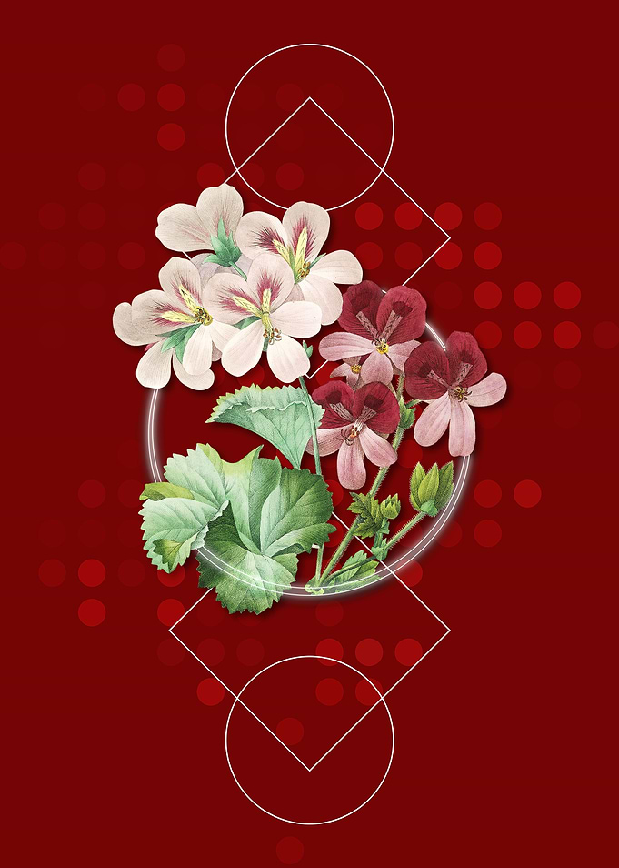 Cranes Bill Geranium