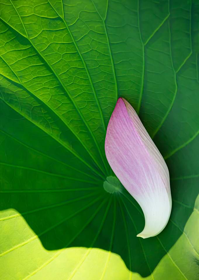 Lotus