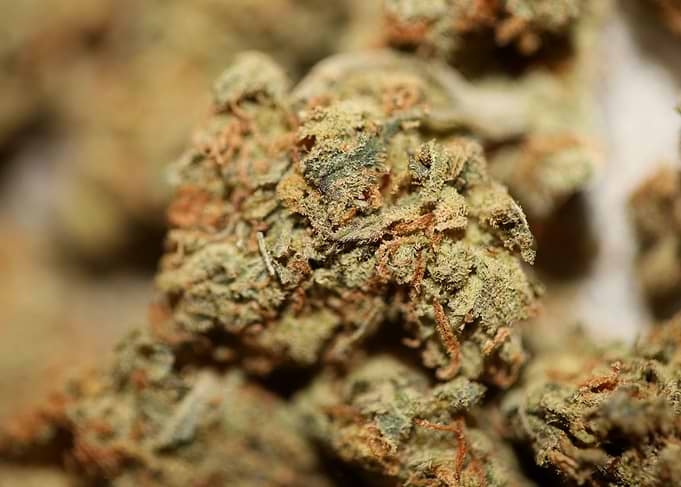 Medical cannabis close up