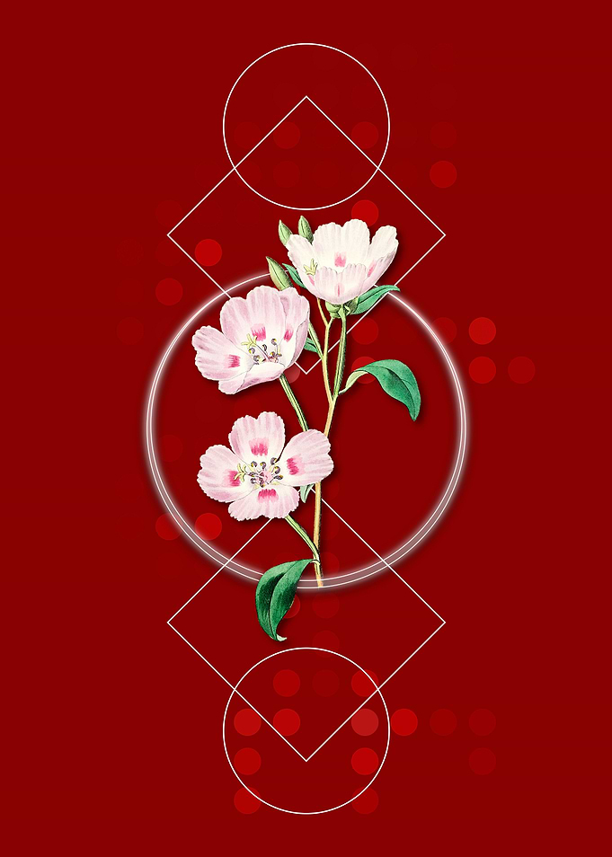 Geometric Oenothera Flower