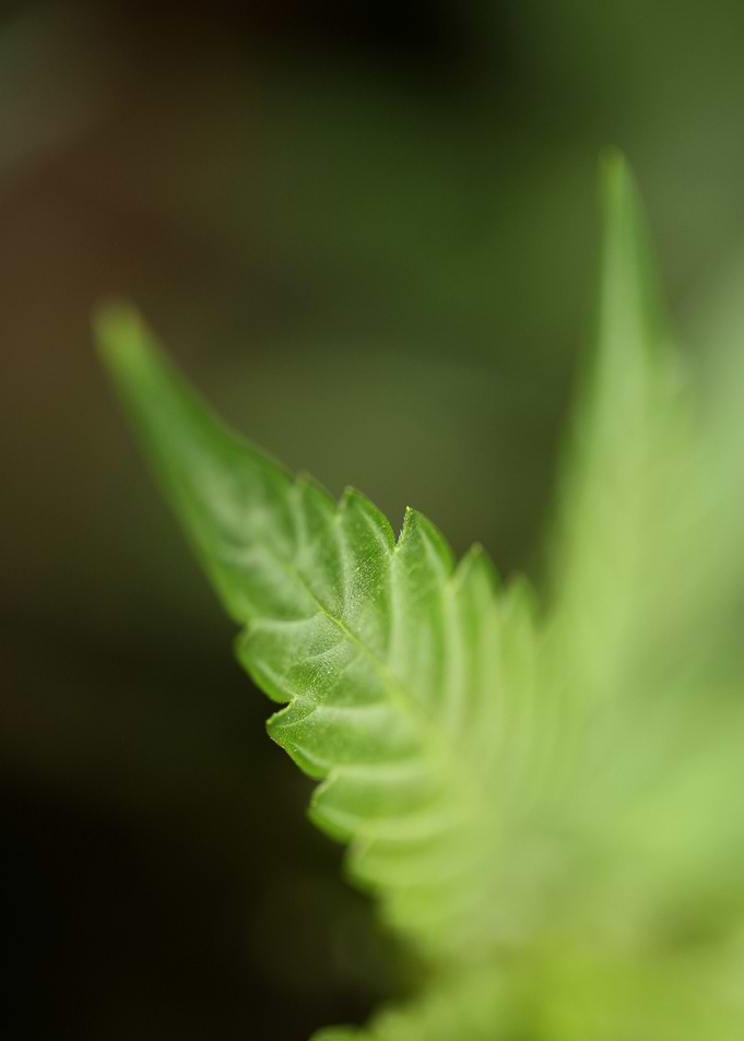 Cannabis sativa leaf macro