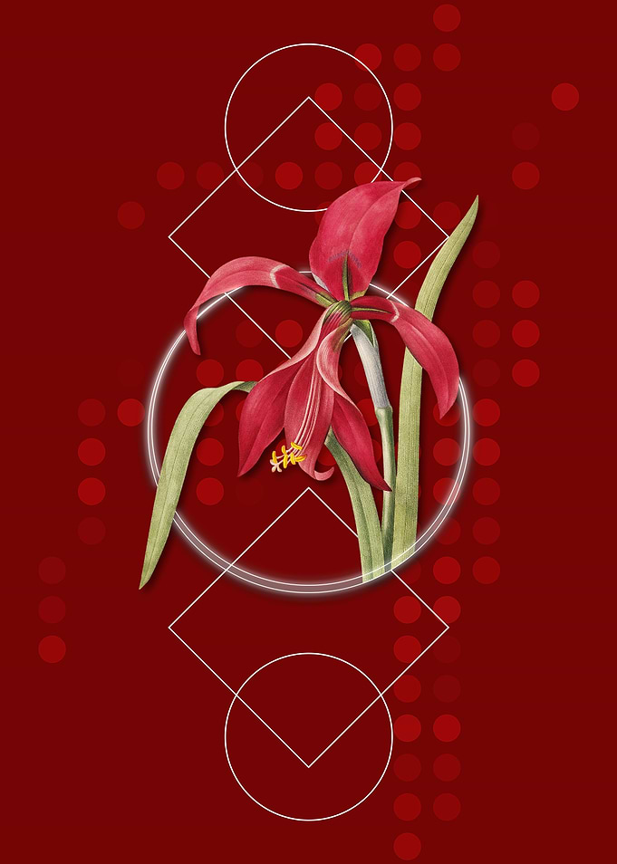 Vintage Amaryllis Flower