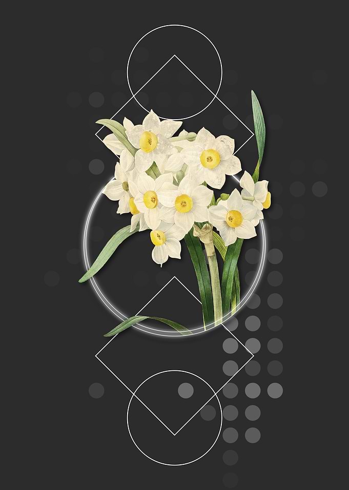 Bunch Flowered Daffodil