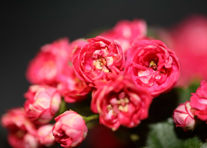 Crataegus flower close up