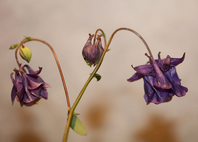 Aquilegia flower close up