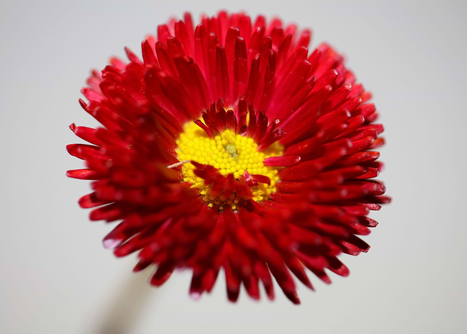 Red flower Bellis perennis