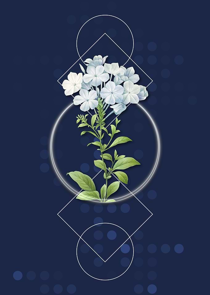 Vintage Plumbago Caerulea
