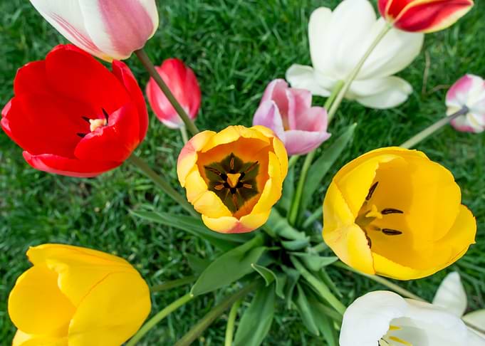 Floral Burst of Color