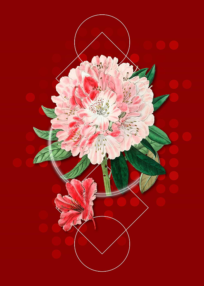Rhododendron Flower