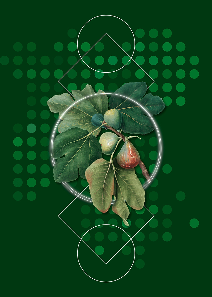 Geometric Common Fig Fruit
