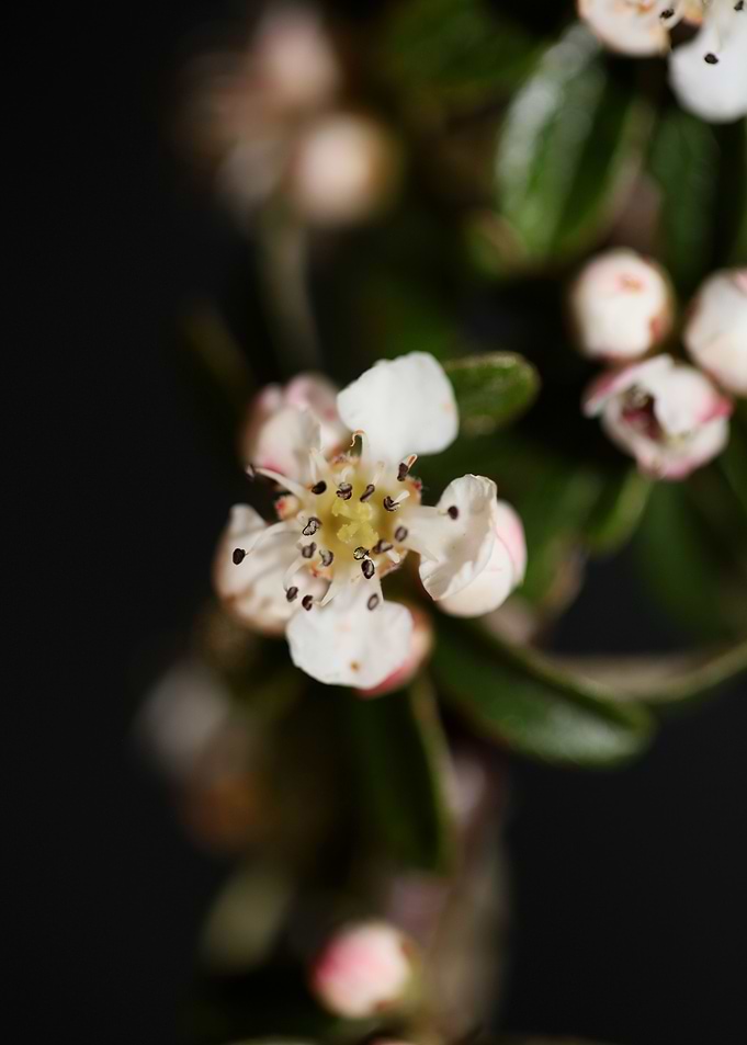 Cotoneaster flower blossom