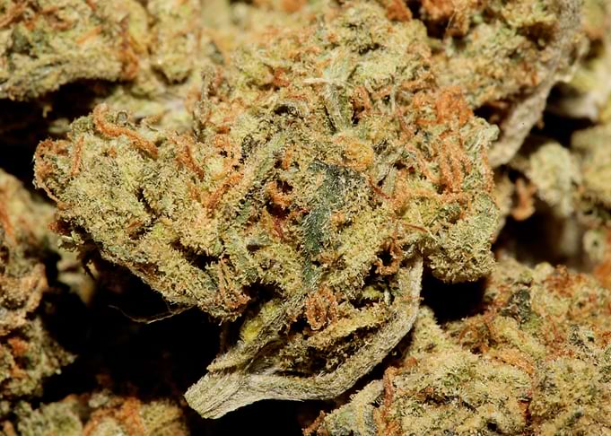 Medical cannabis close up