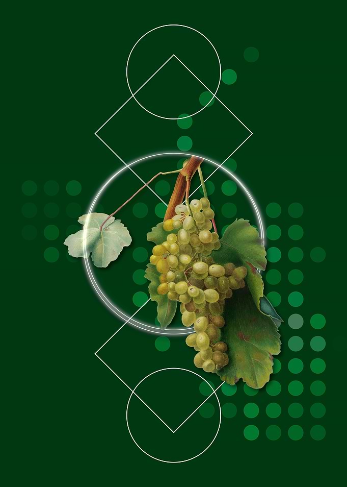 Geometric Grape Vine Flora