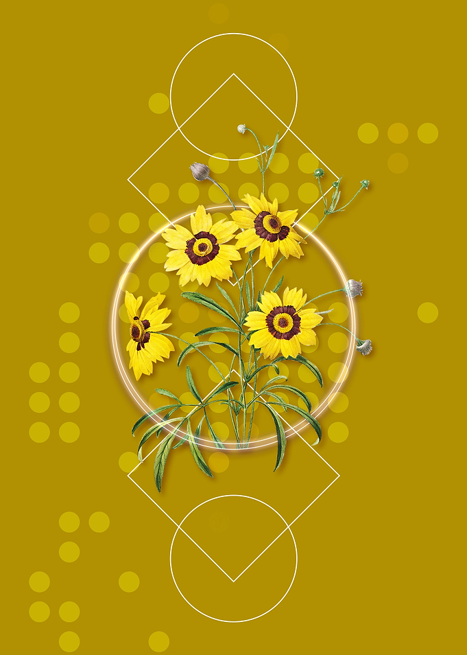 Vintage Coreopsis Elegans
