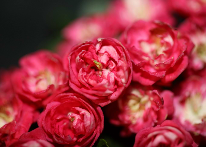 Crataegus laevigata flower