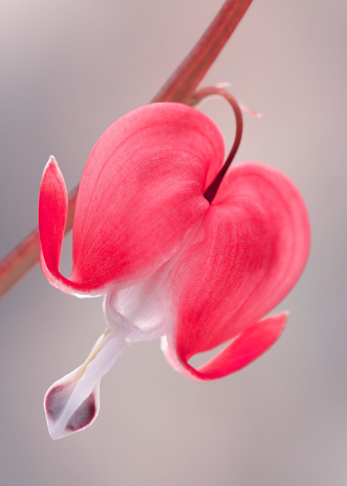 Floral composition