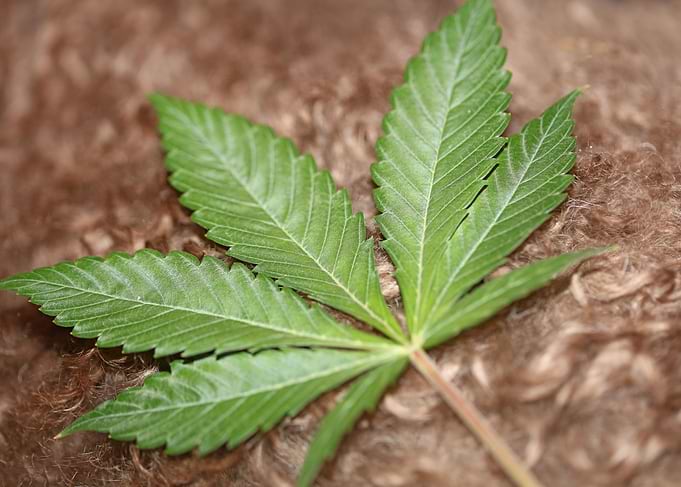 Cannabis sativa leaf macro