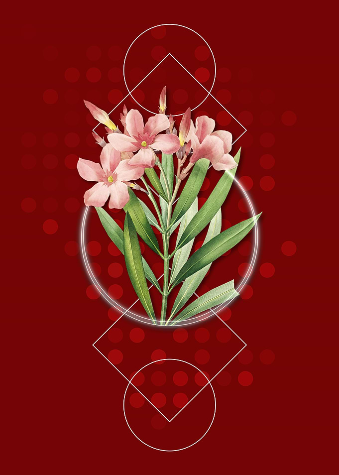 Vintage Oleander Flowers