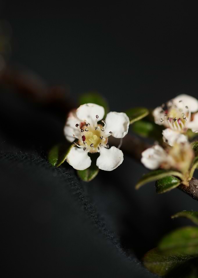 White cotoneaster dammeri