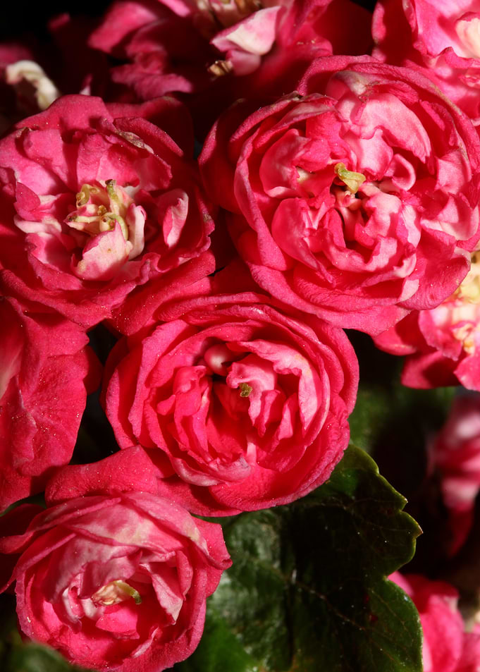 Crataegus flowers close up