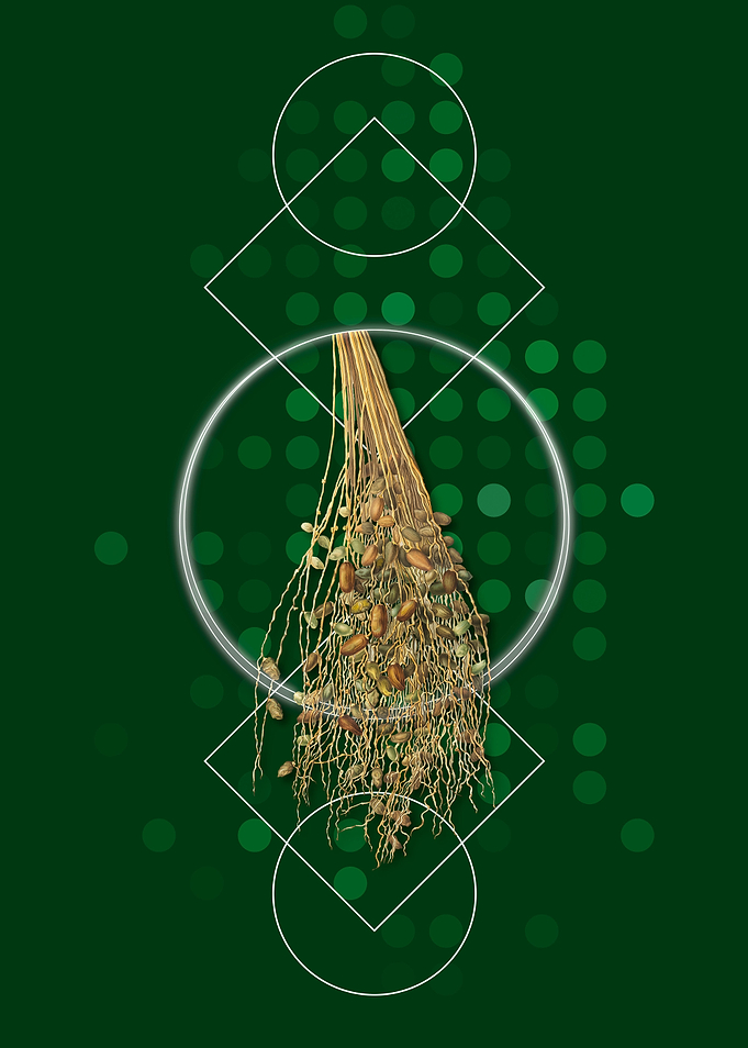 Normal Spadice of the Palm