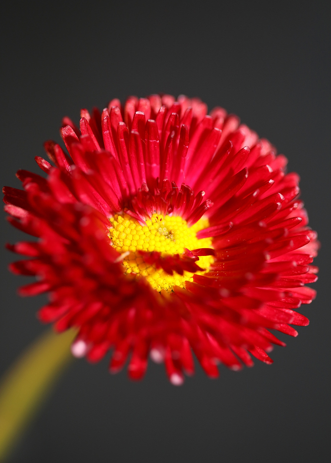Red flower Bellis perennis
