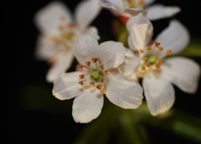 Choisya ternata blossoming