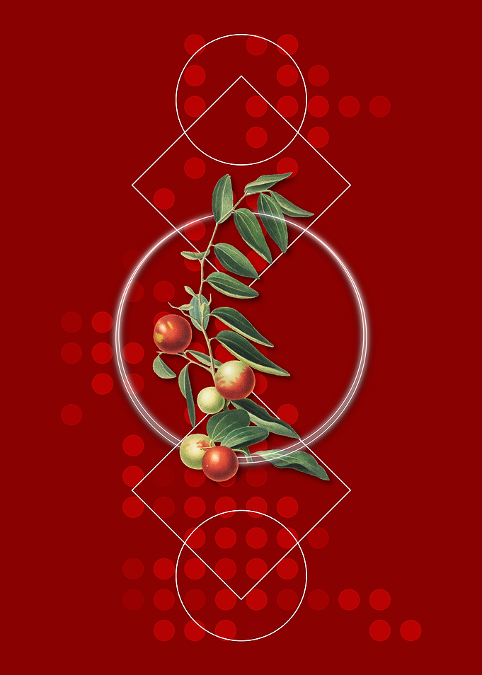 Geometric Chinese Jujube