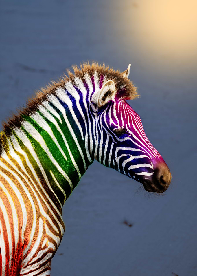 Rainbow Zebra