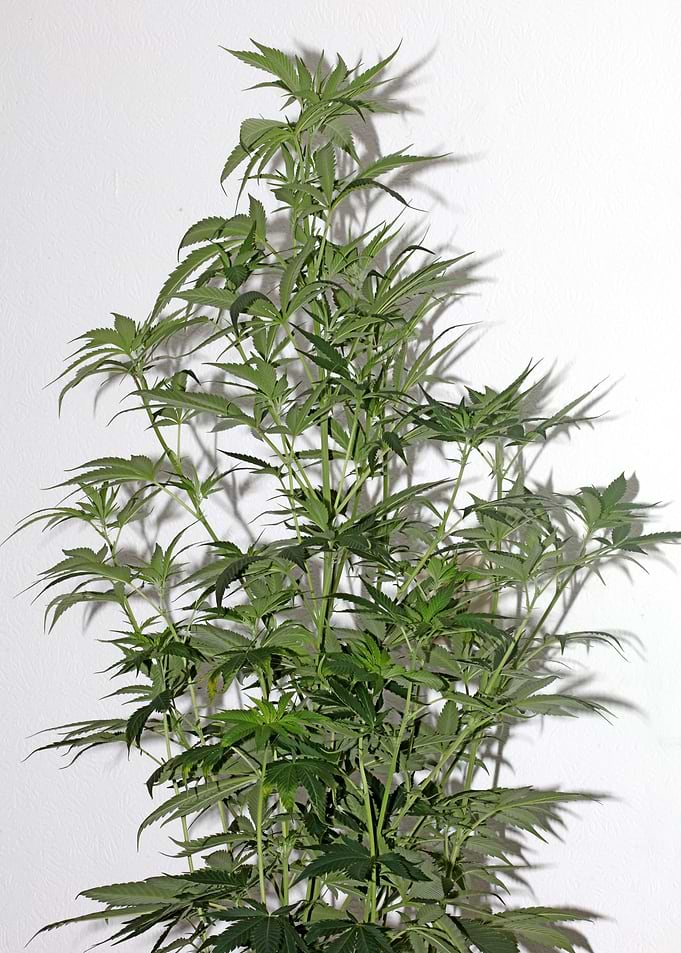 Cannabis sativa close up