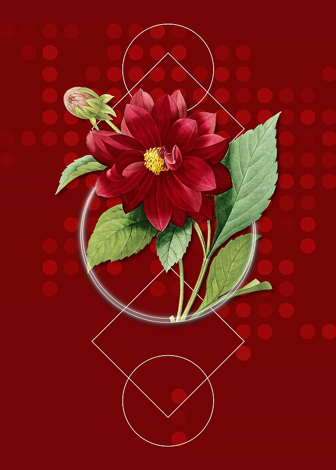 Vintage Double Dahlias