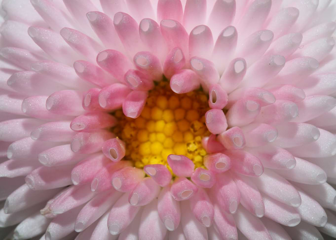 White bellis flower macro