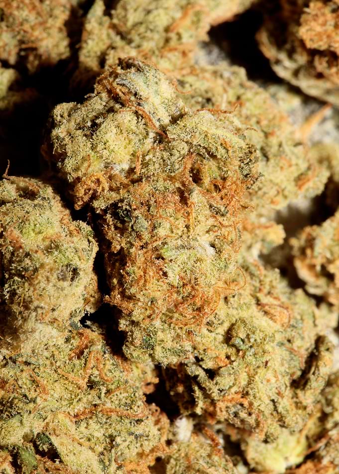 Marihuana medical close up