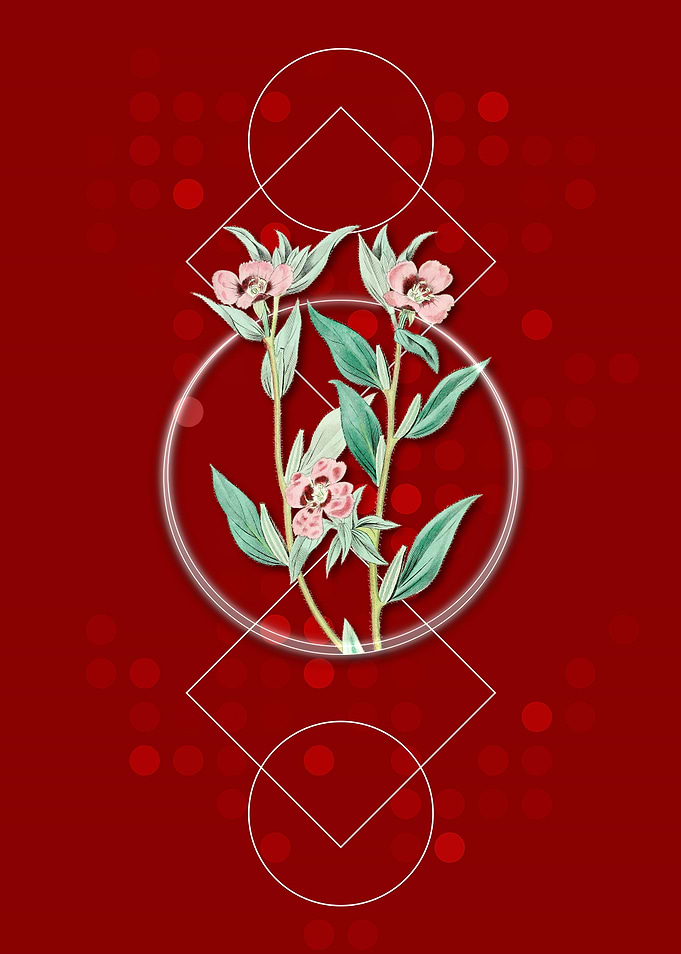 Geometric Enothera Flower