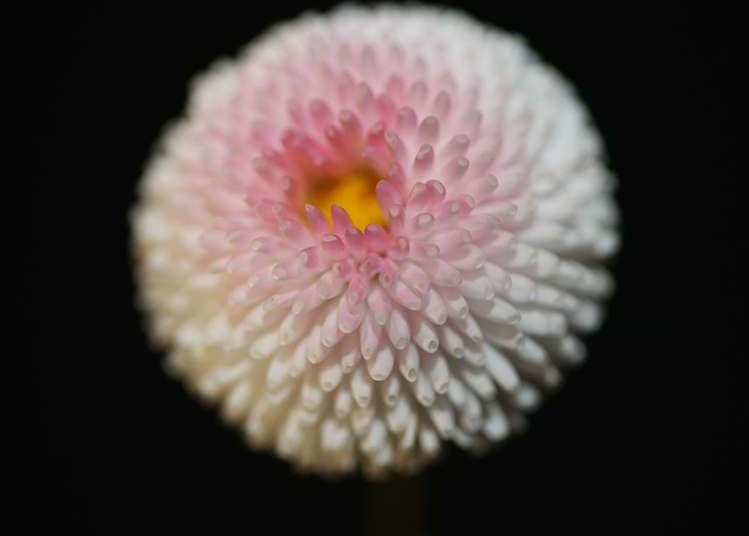 White bellis flower macro