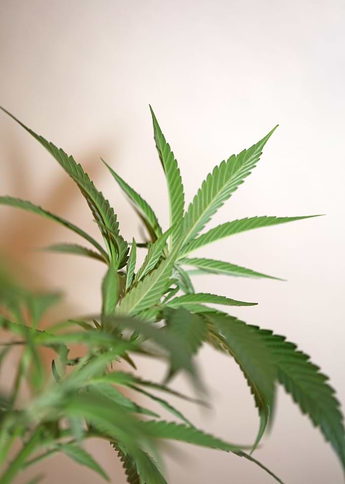 Cannabis sativa close up