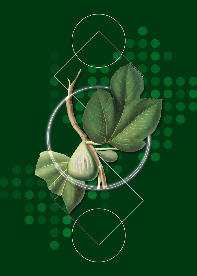 Geometric Fig Fruit Poster