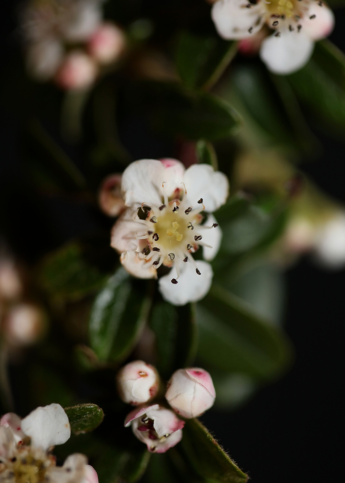 White cotoneaster flower