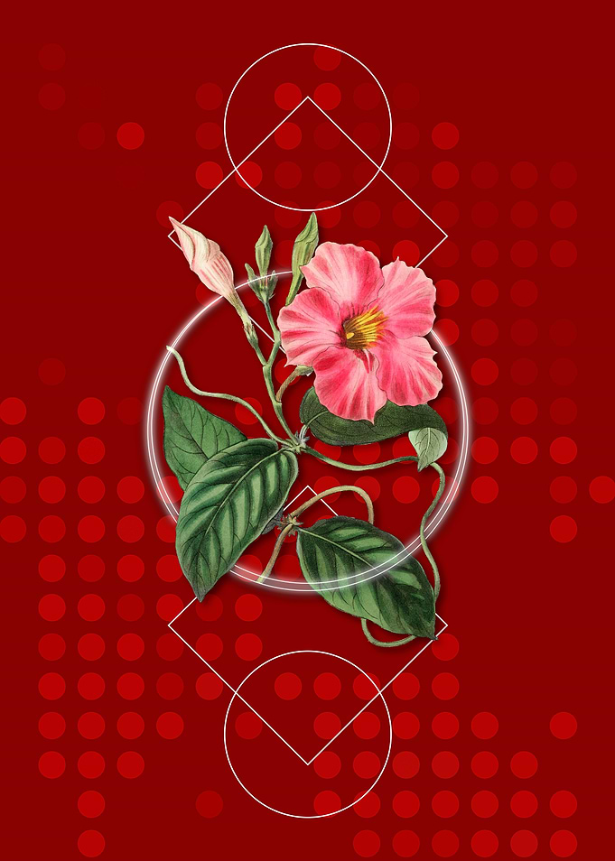 Geometric Dipladenia Flora