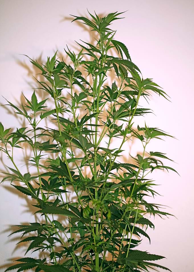 New cannabis sativa plant