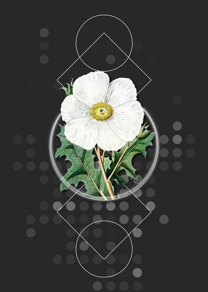 Geometric Mexican Poppy