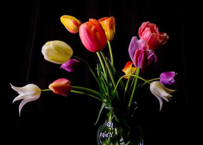 Bouquet of Tulips