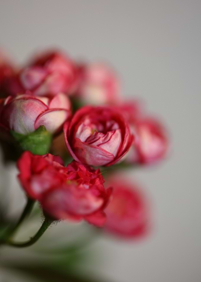 Crataegus flower close up
