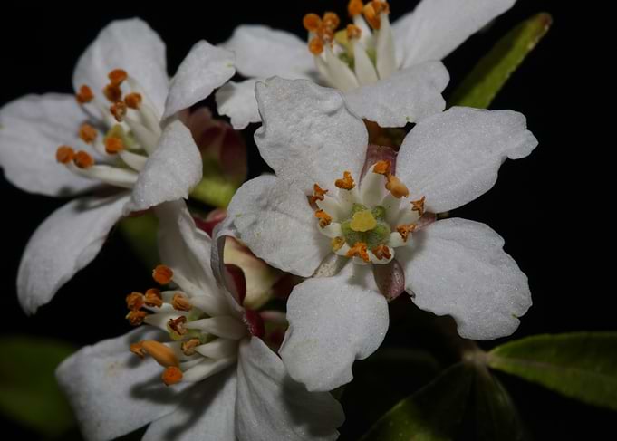 Choisya flower blossoming