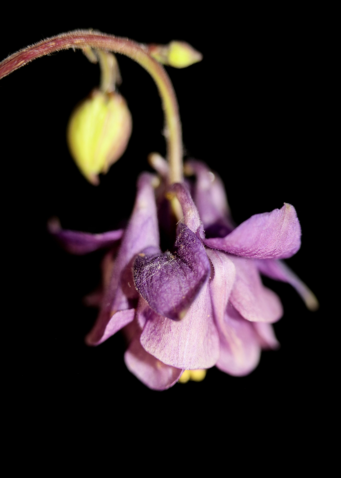 Aquilegia vulgaris flower