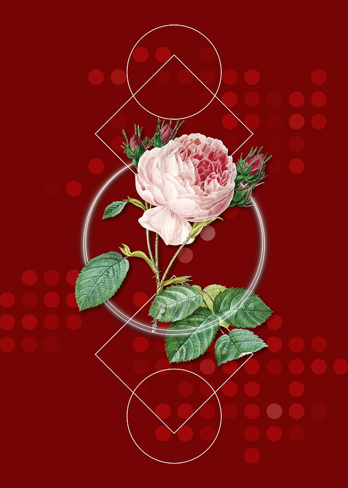 Vintage Centifolia Roses