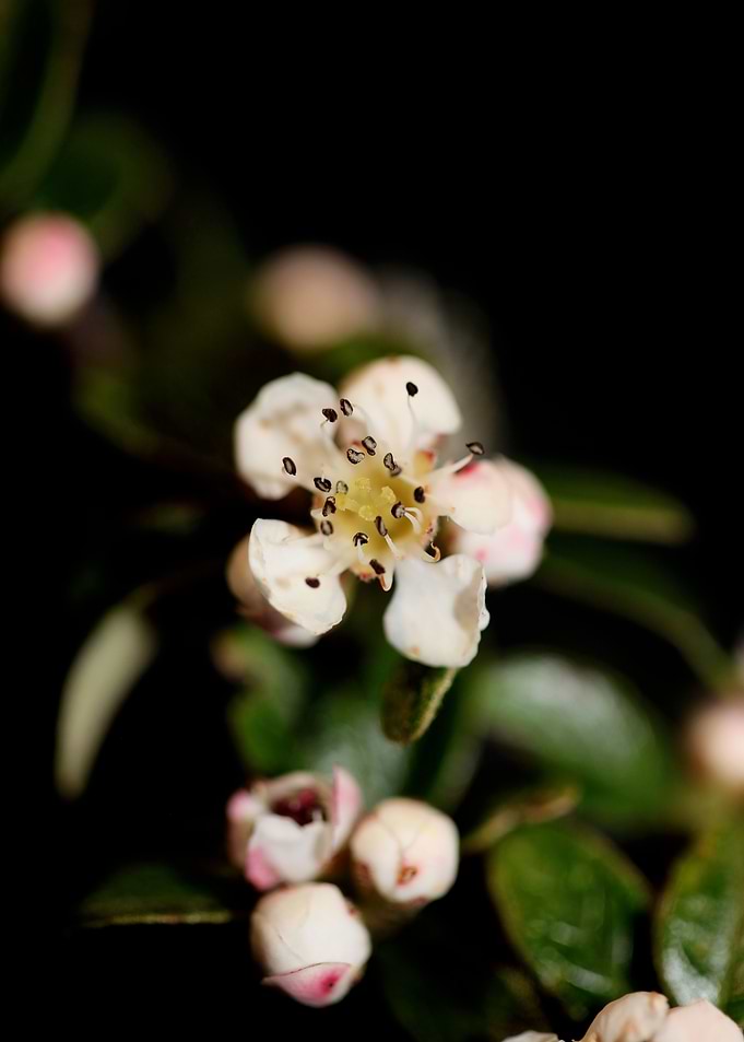White cotoneaster dammeri